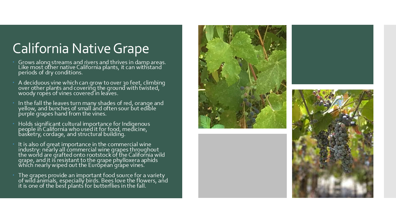 California Native Grape